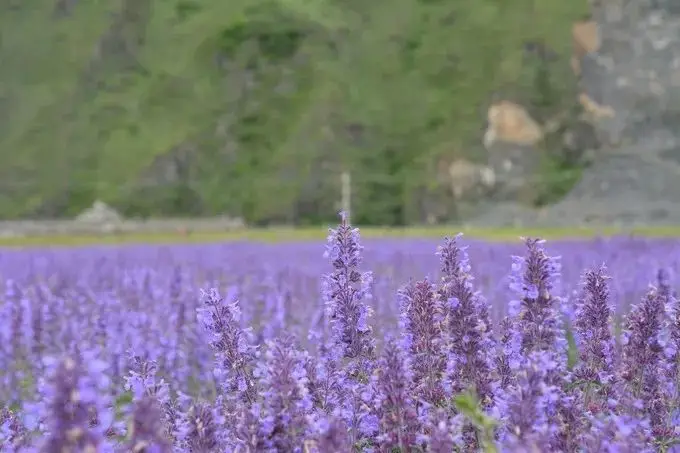 菲瓦伦丁声优_菲瓦伦丁结局_菲瓦伦丁