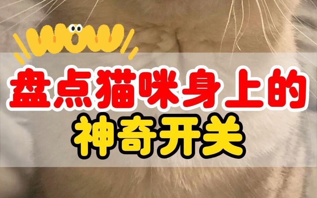 苹果手机游戏养猫_苹果手机养猫的游戏_ios养猫