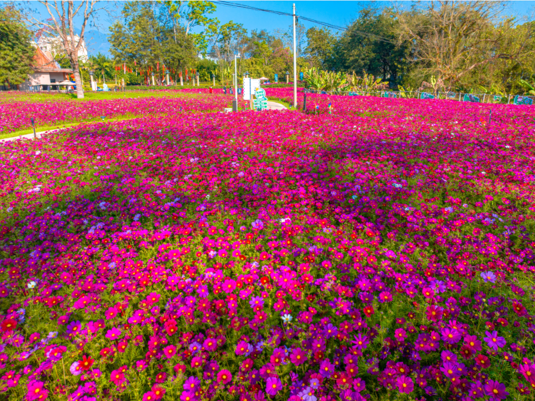 米花町_米花町_米花町