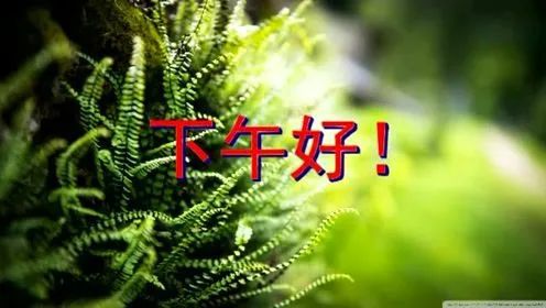 娜茶坊茶价格_娜茶是什么茶_多娜茶