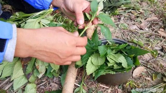 荒野手机版_手机游戏荒野_荒野手机游戏有哪些