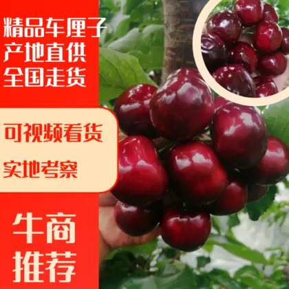 樱桃游戏手机推荐平价手机_樱桃小游戏大全_樱桃游戏的视频