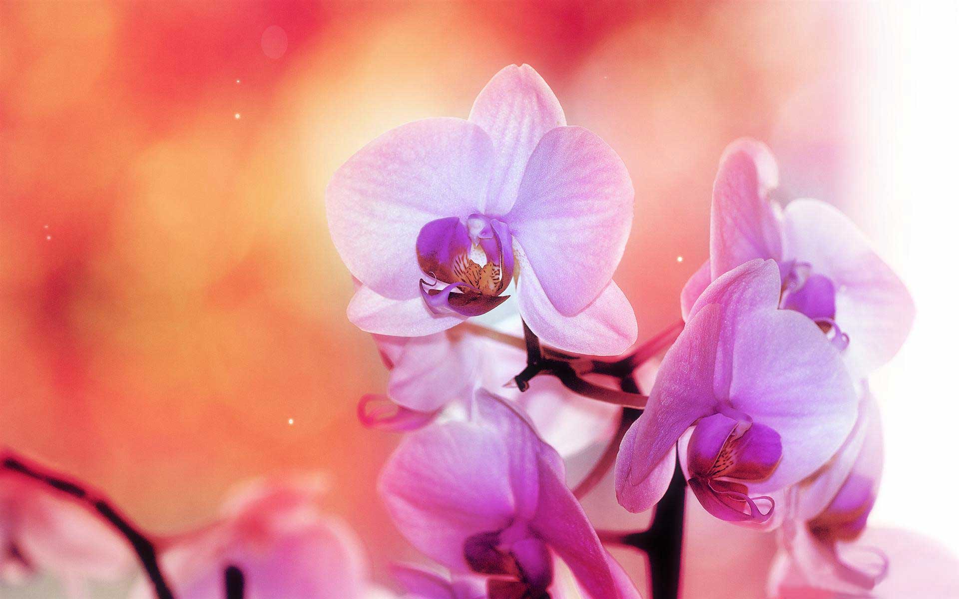皋月驱_皋月驱_皋月驱
