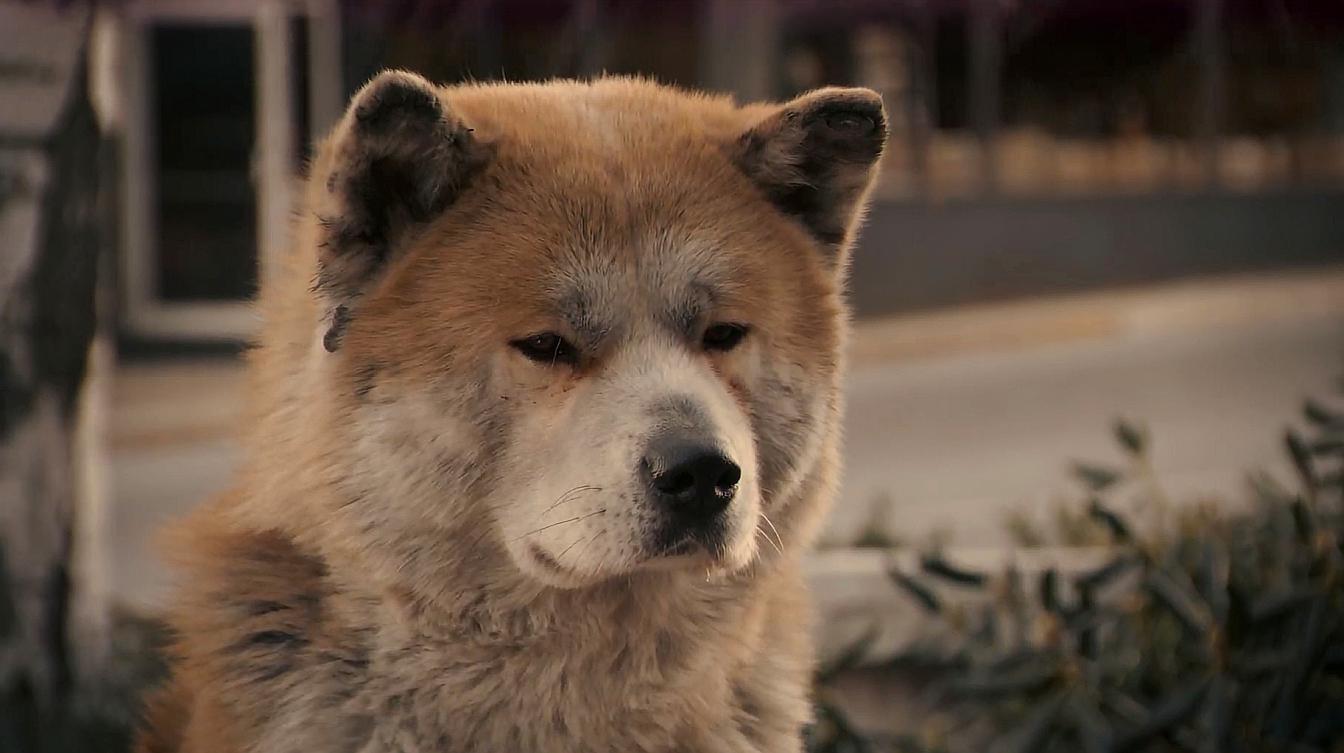 忠犬八公免费观看完整版_忠犬八公免费高清观看中文_忠犬八公在线免费观看