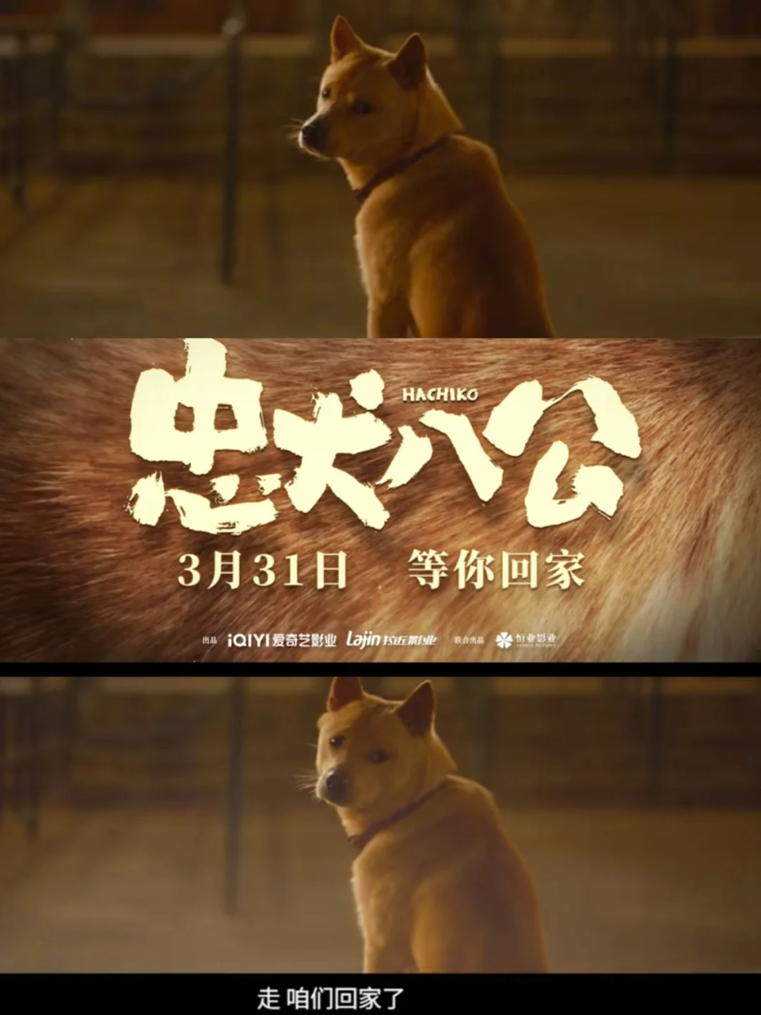 忠犬八公电影免费完整版-忠犬八公的故事：九年的忠诚等待，无言