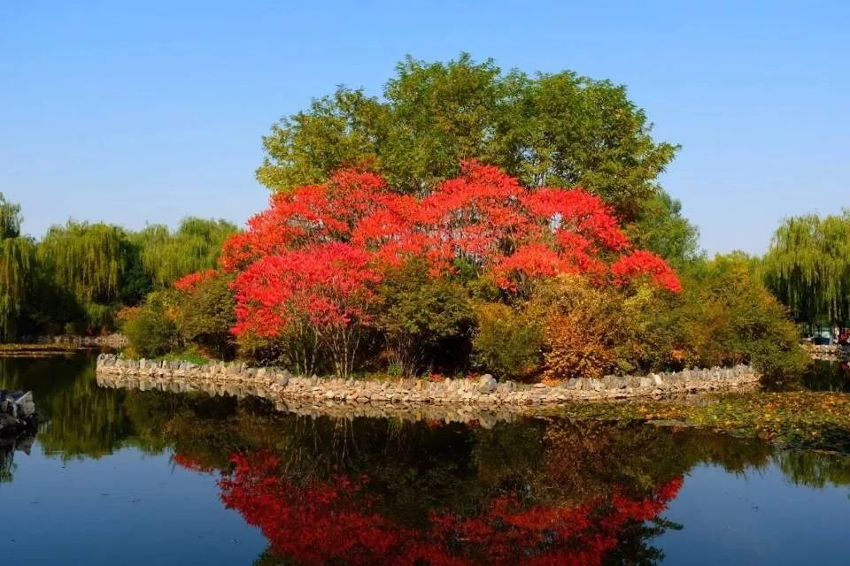 花楹扮演者_花楹_花楹是什么中药