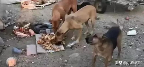 杀猪游戏杀老婆吃肉,肉食成谜